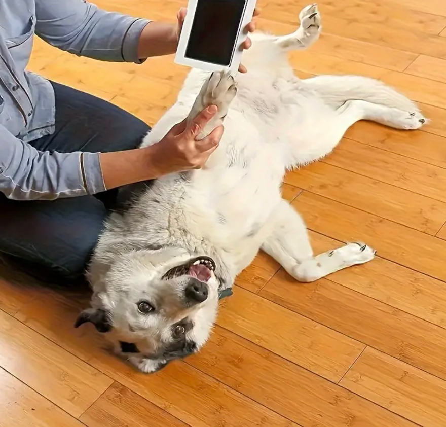 Pet paw print pad