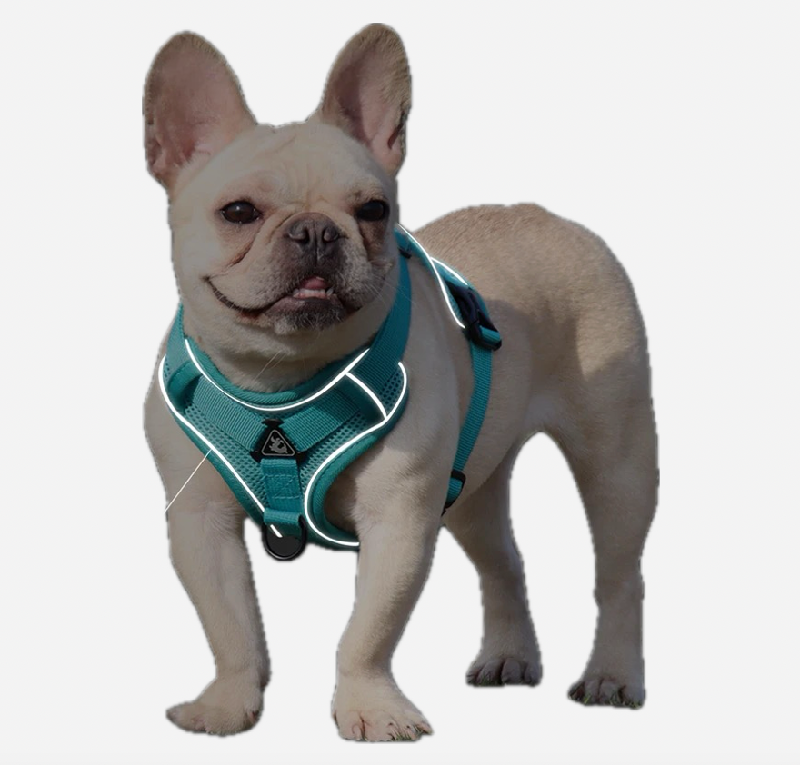 Pets harness