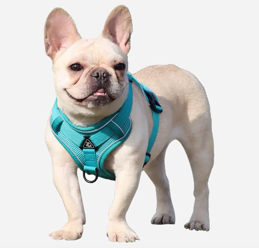 Pets harness