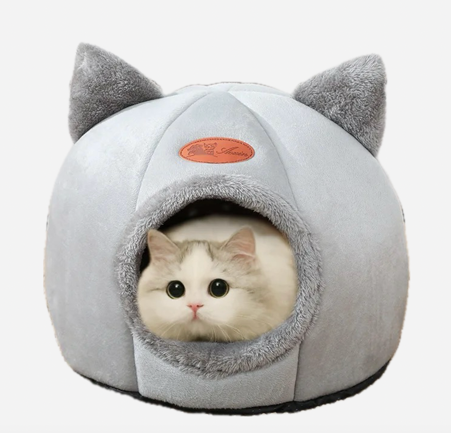 Cat home